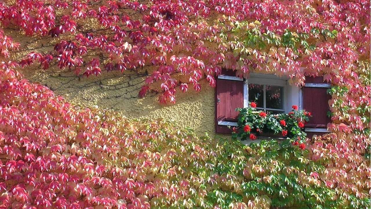 trepadoras plantas de interior