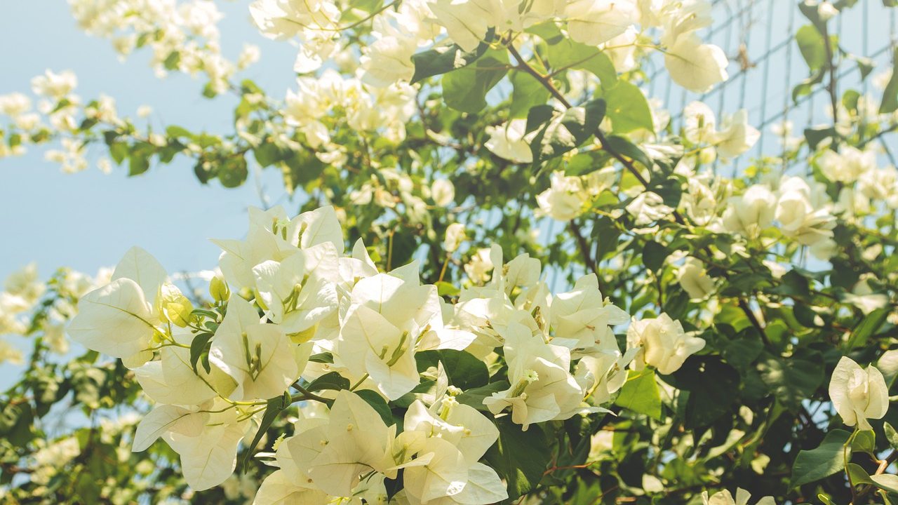 como tener bugambilia en maceta