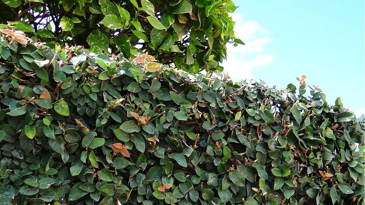 consejos de jardineria plantas trepadoras