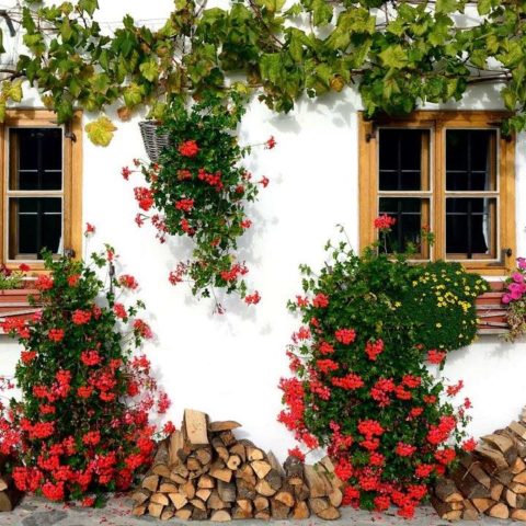 tipos de plantas trepadoras