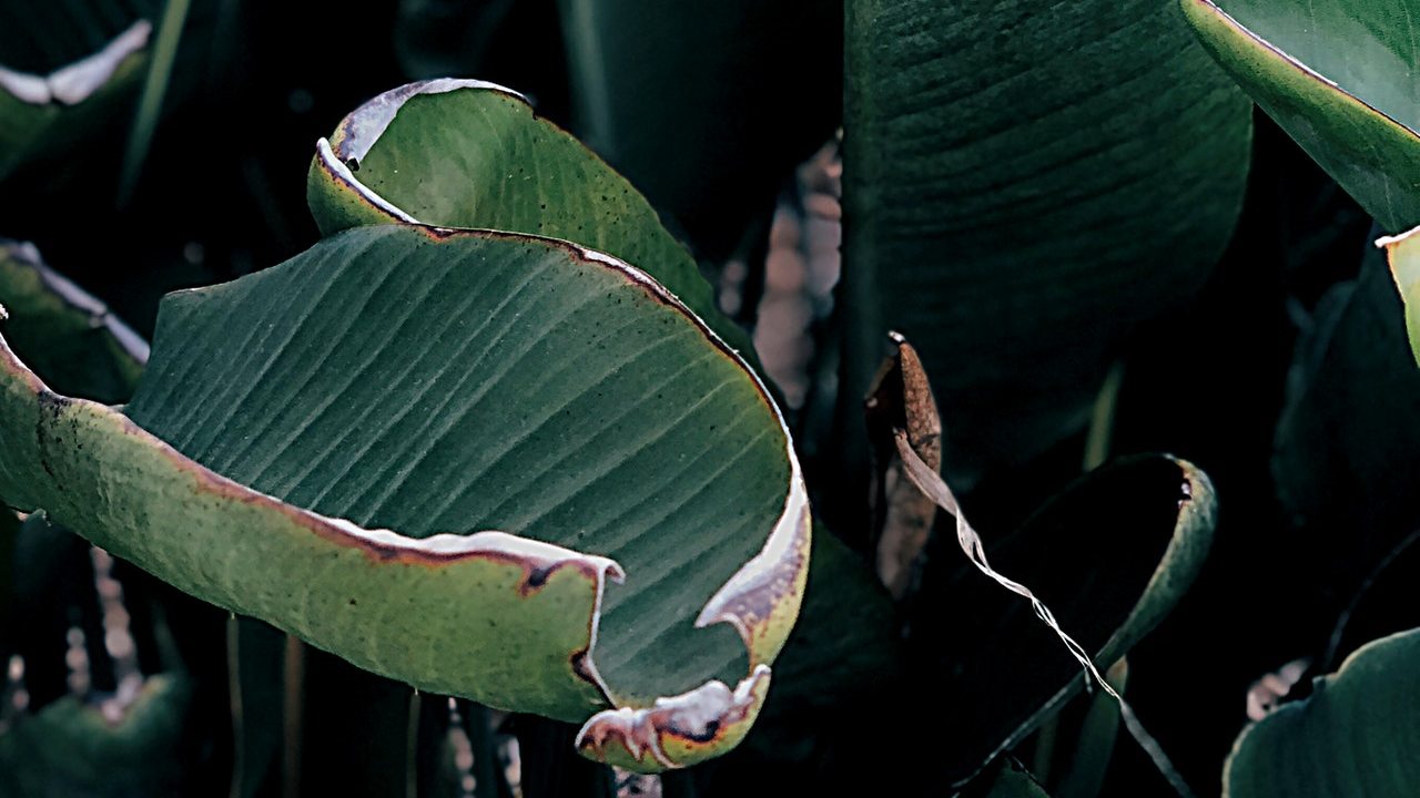Tips para identificar las plantitas maltratadas