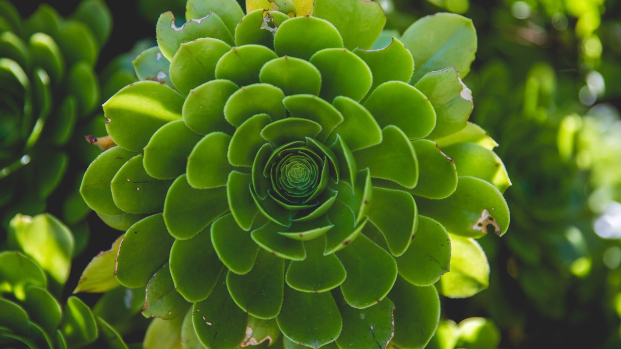 Tips para identificar las plantas con problemas antes de comprarlas