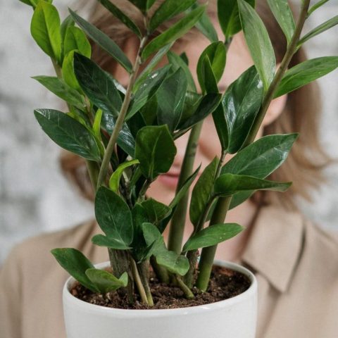 Tips para identificar las plantas enfermas