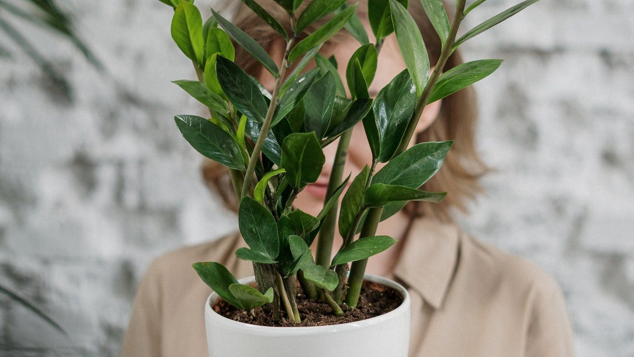 Tips para identificar las plantas enfermas