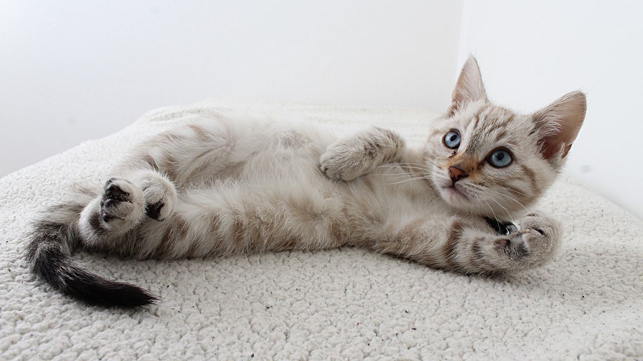 cómo saber si mi mascota felina es feliz