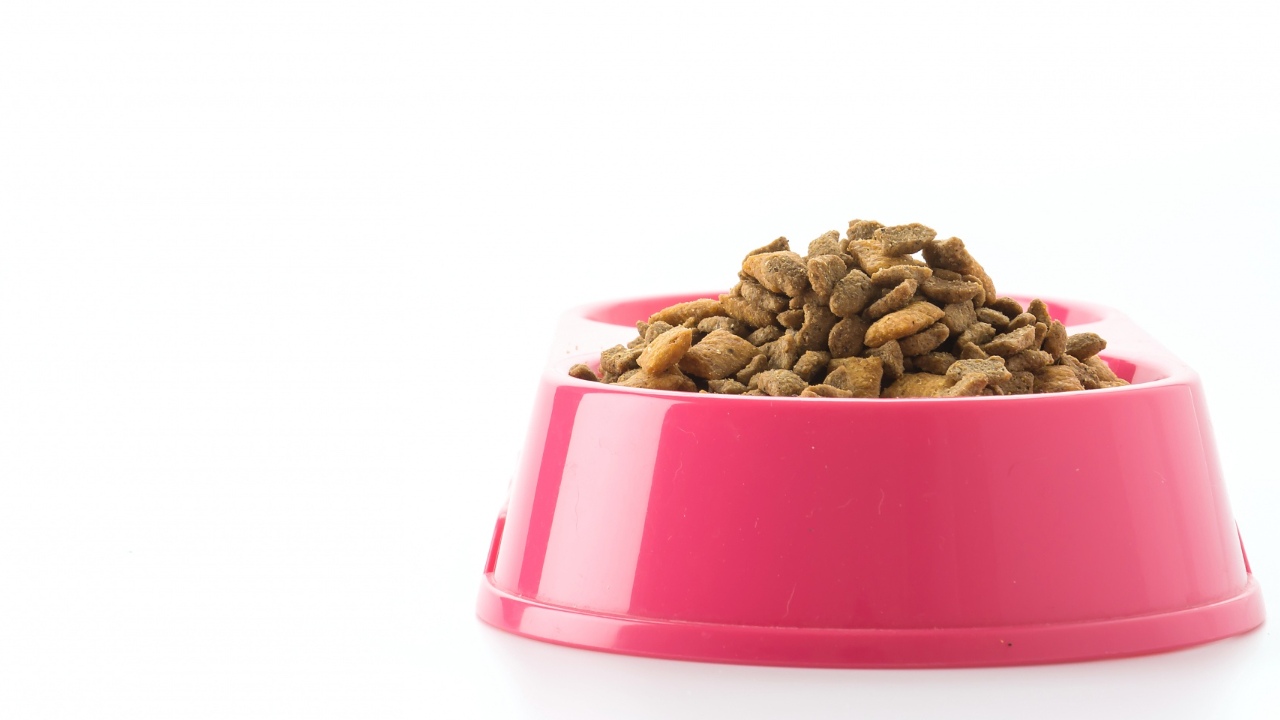 como elegir la mejor comida para tu perrito