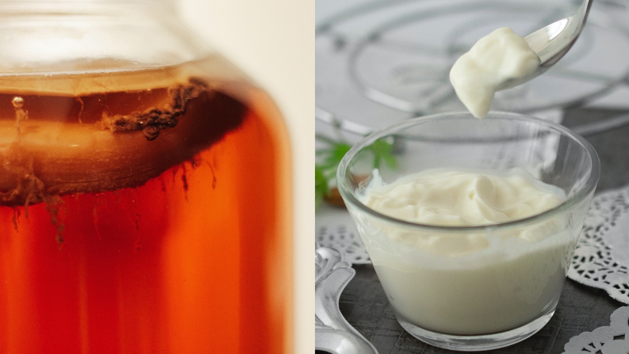 Alimentos que contienen probióticos