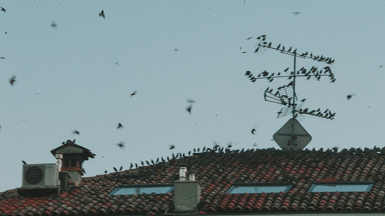 Cómo ahuyentar palomas sin dañarlas