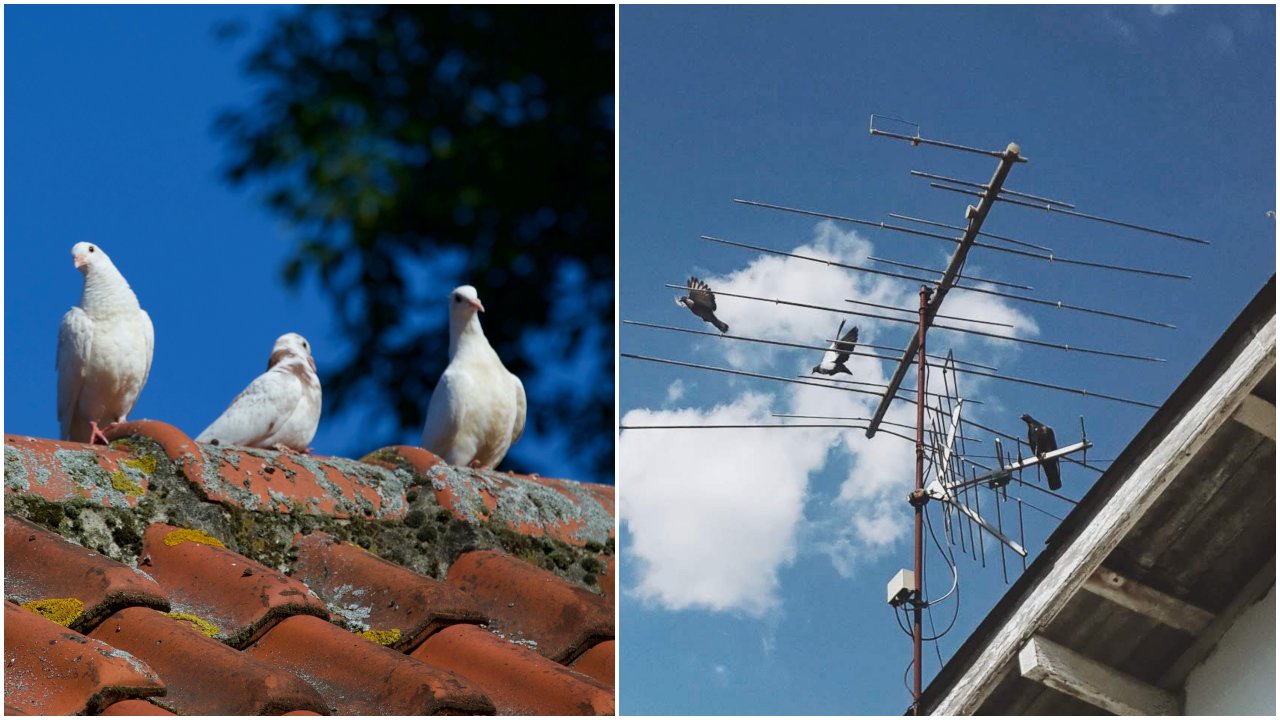 Cómo ahuyentar palomas de tu techo