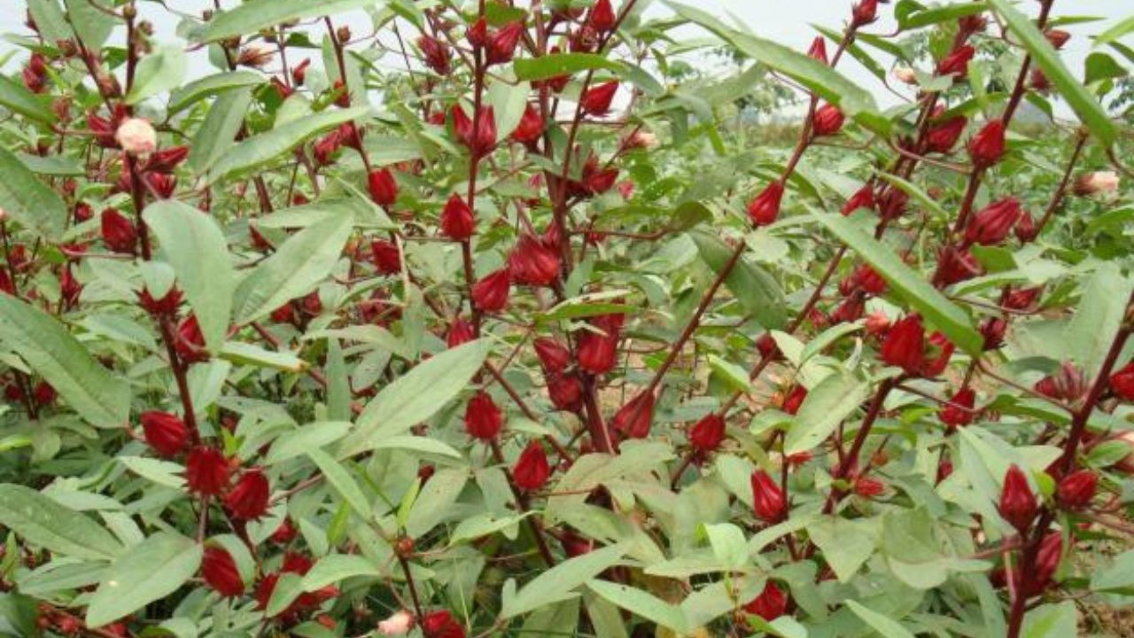 Cultiva flor de jamaica en maceta 