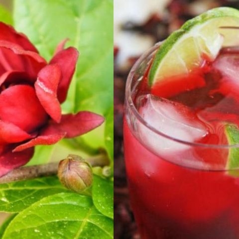 Cómo cultivar flor de jamaica en maceta