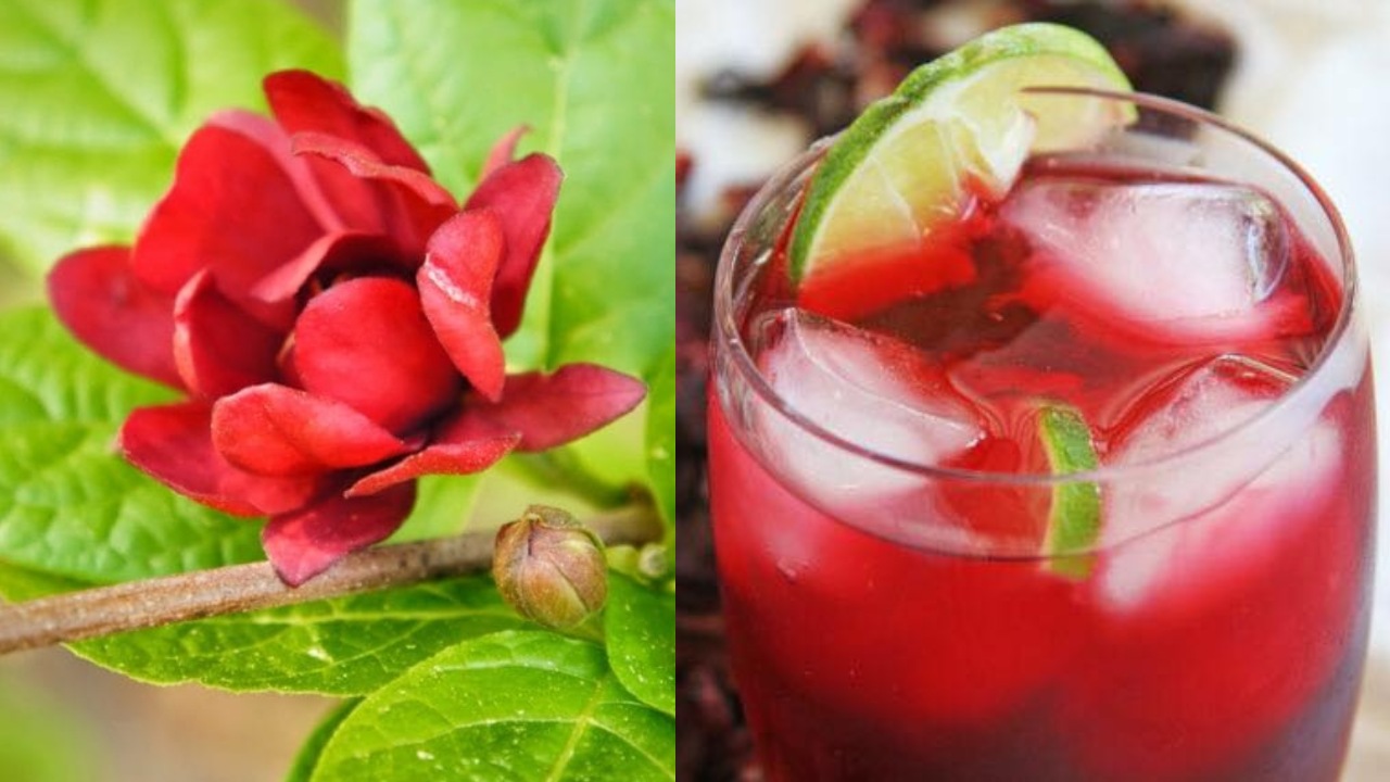 Cómo cultivar flor de jamaica en maceta