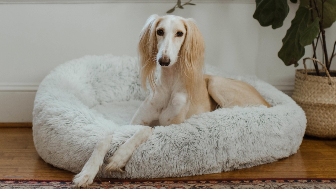 Truco para hacer camas de perro 