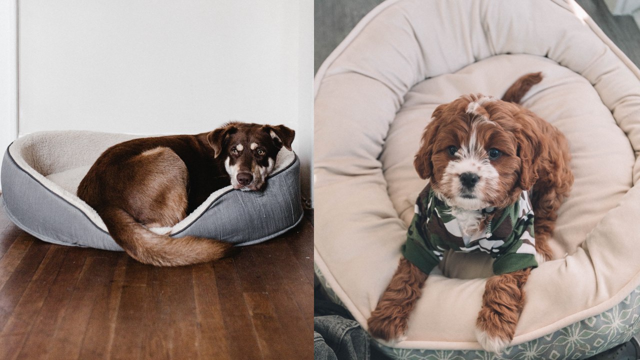 Camas para perros con ropa vieja paso a paso