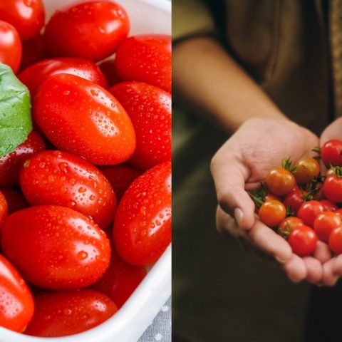 Cómo hacer cultivo de tomates cherry