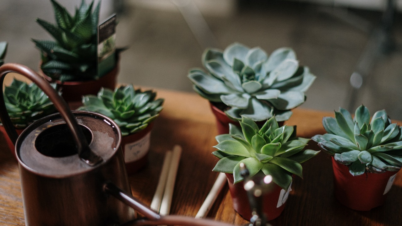 cómo reproducir plantas suculentas