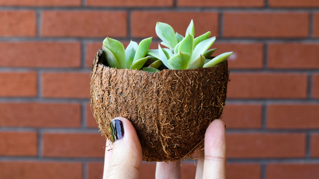 Plantas suculentas para reproducir