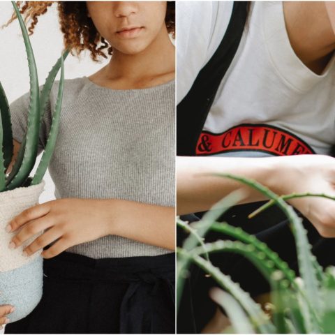 Cuando regar una planta de aloe vera