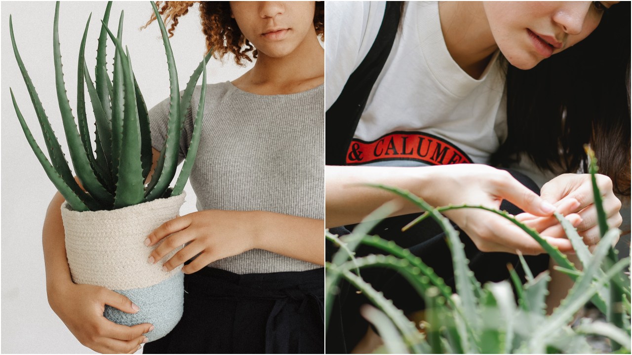 Cuando regar una planta de aloe vera