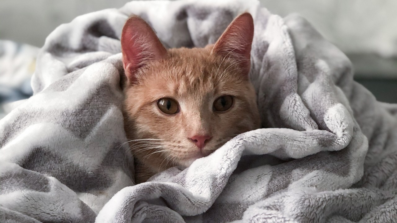 Gato podría contraer covid 19