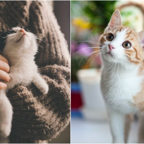 Gato podría contraer covid 19