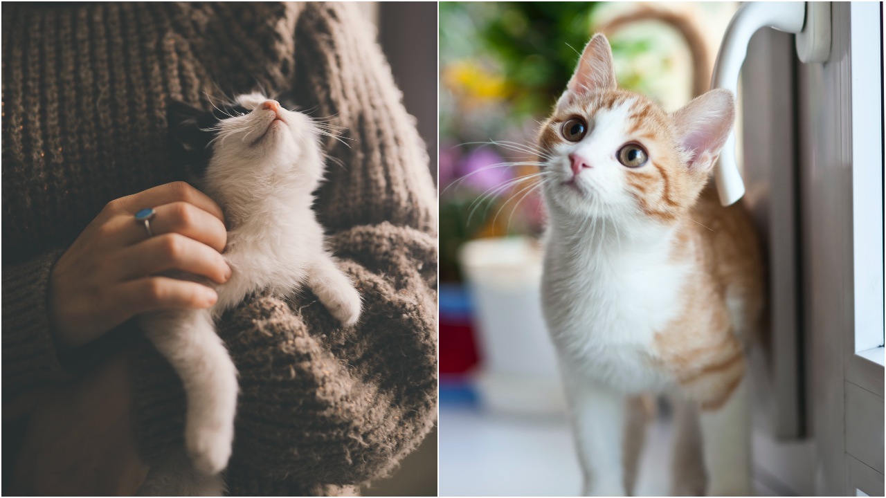 Gato podría contraer covid 19