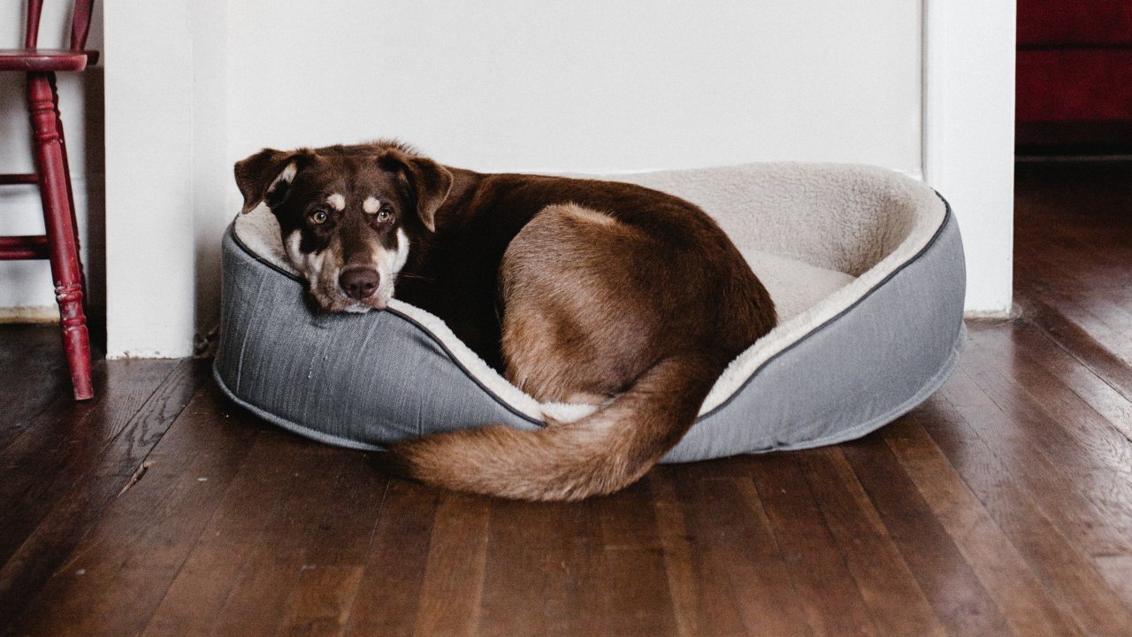 Errores que cometes al limpiar la pipí de perro