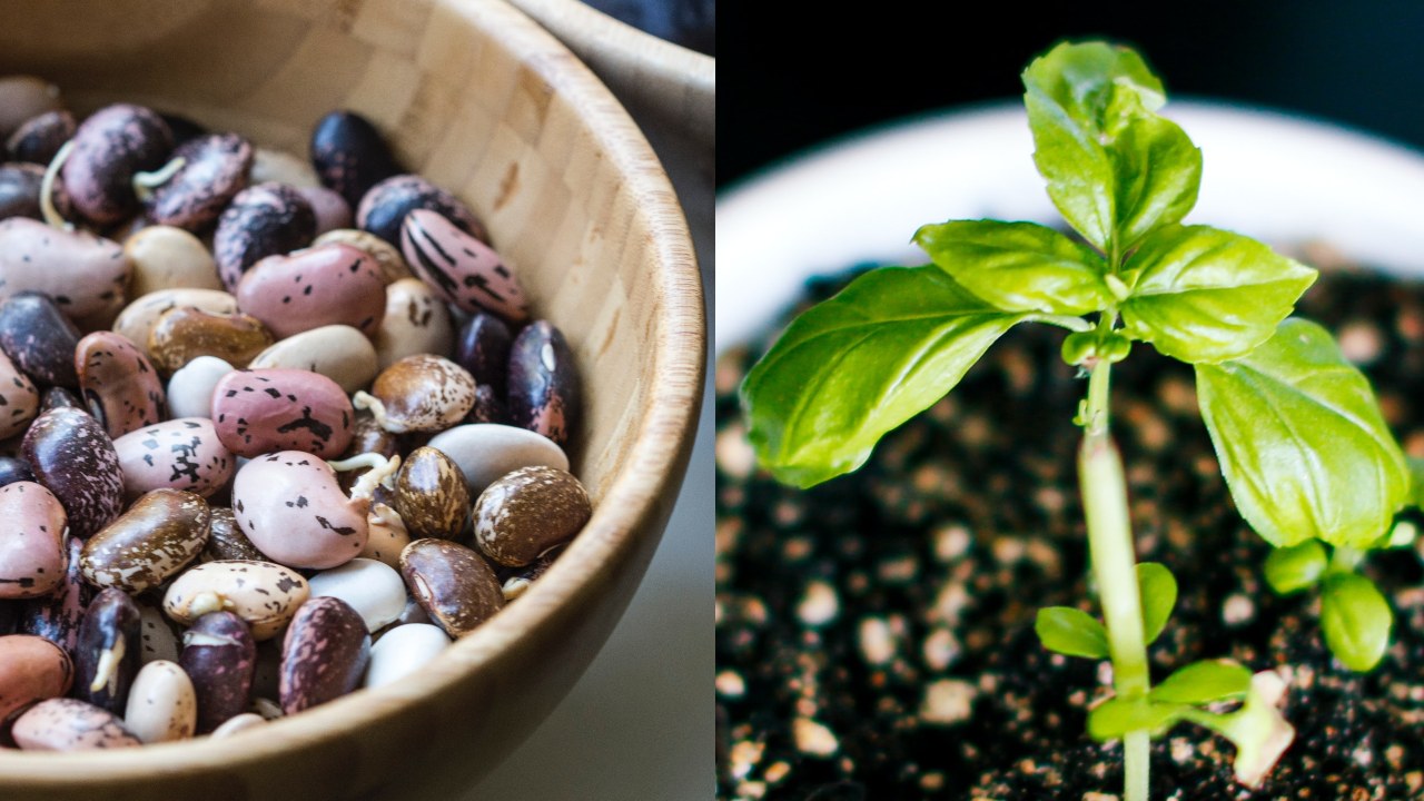 Truco con frijoles para que tus esquejes crezcan