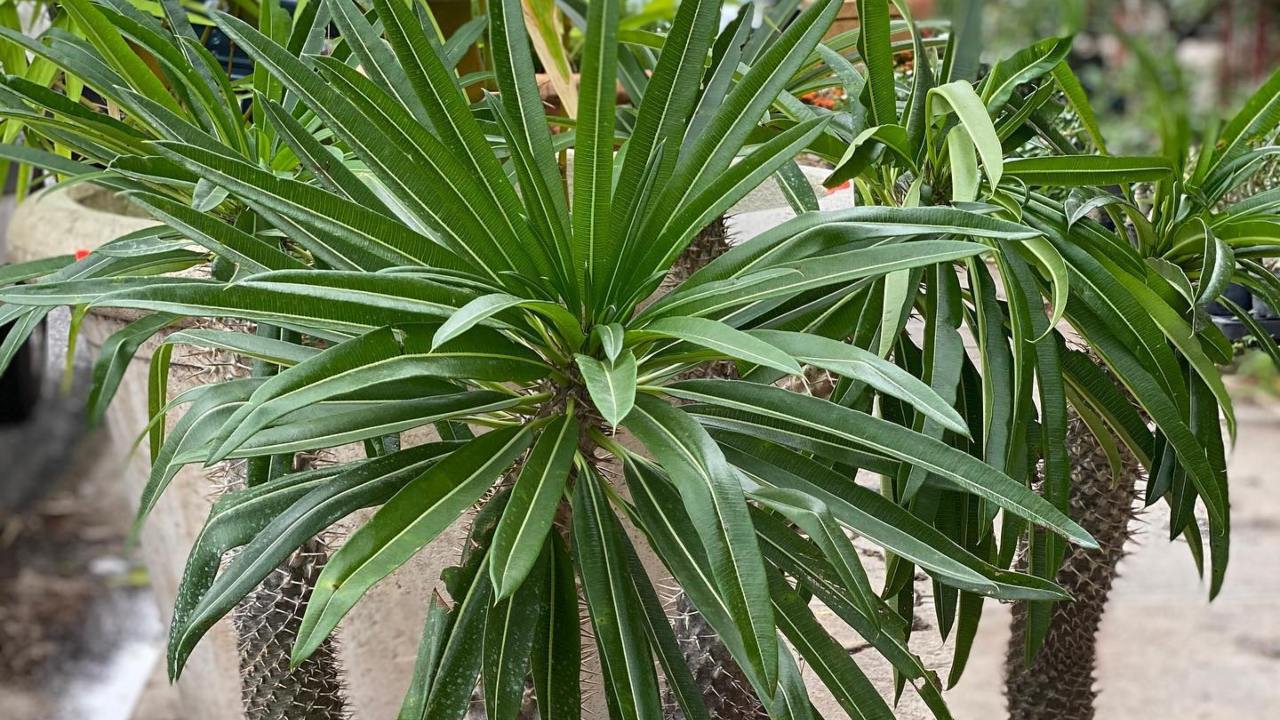 Palmera de Madagascar: ¿Qué cuidados tener?