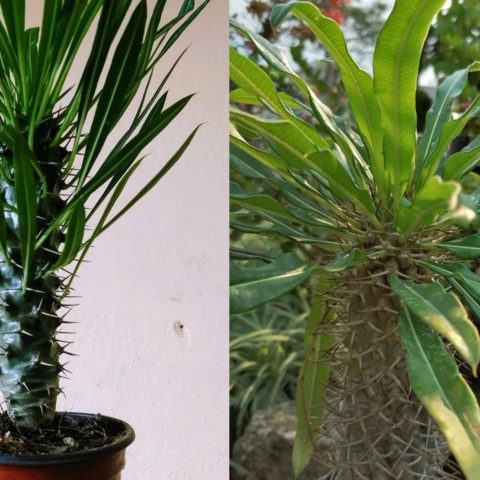 Palmera de Madagascar: ¿Qué cuidados tener?