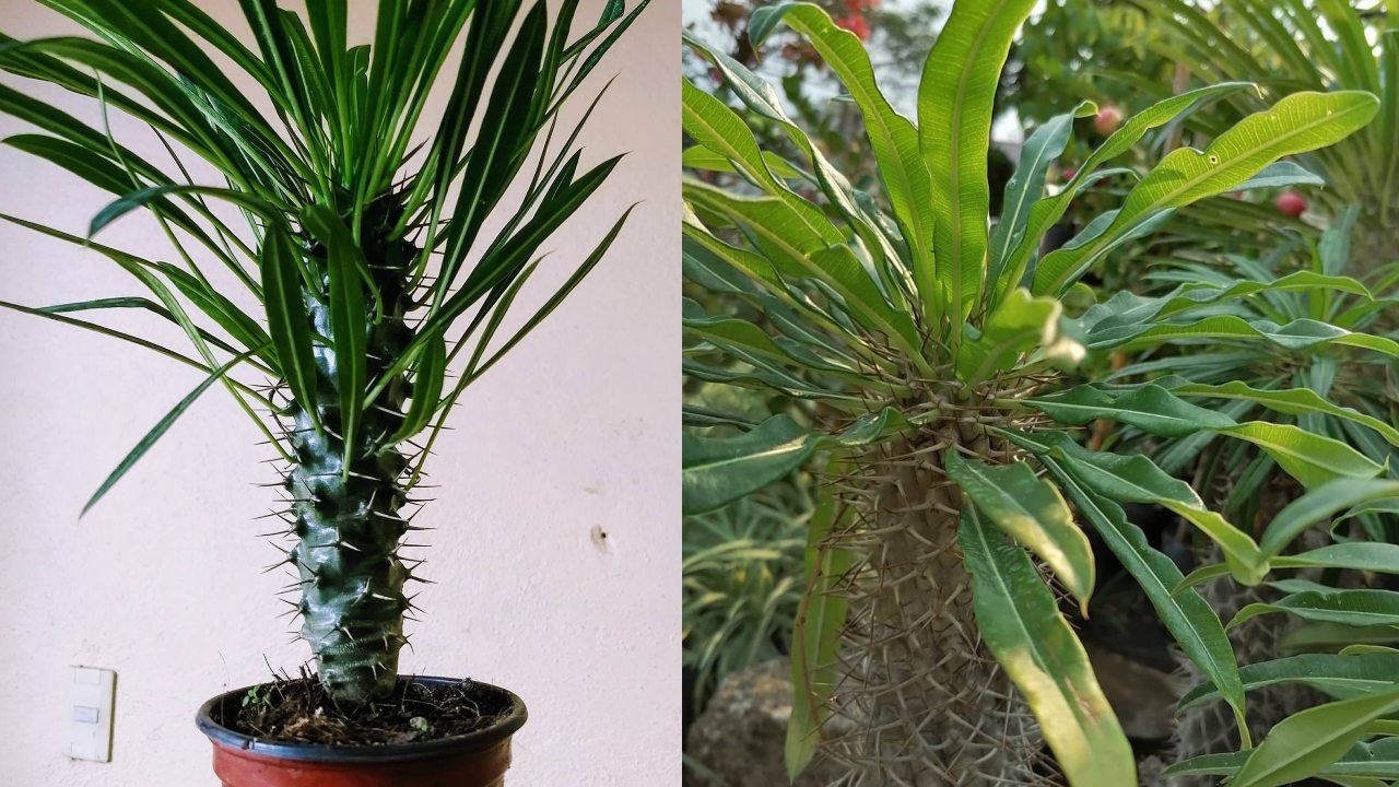 Palmera de Madagascar: ¿Qué cuidados tener?