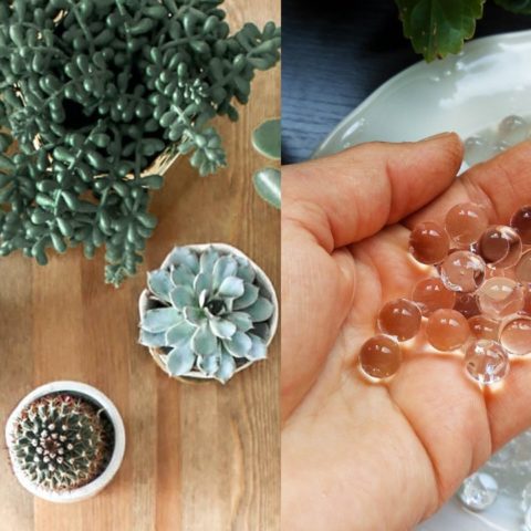 Para qué sirven las bolitas de gel en plantas