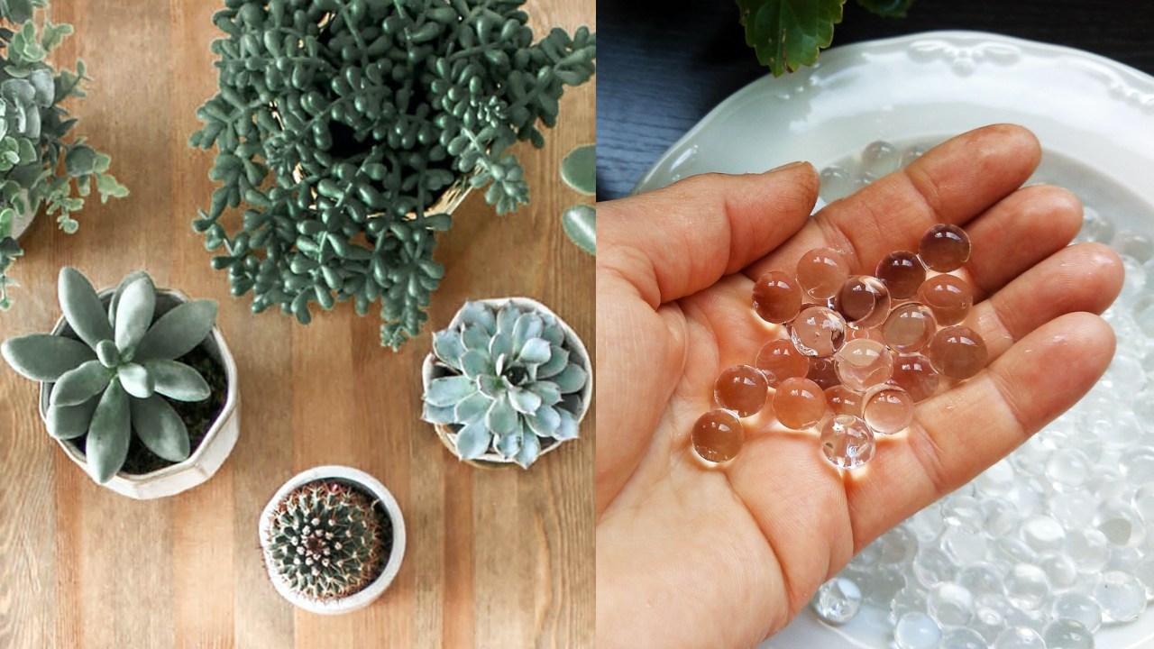 Para qué sirven las bolitas de gel en plantas