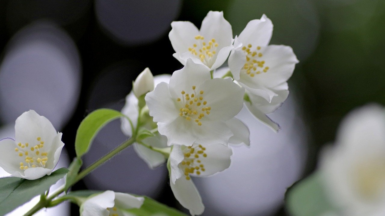 Plantas para combatir el insomnio