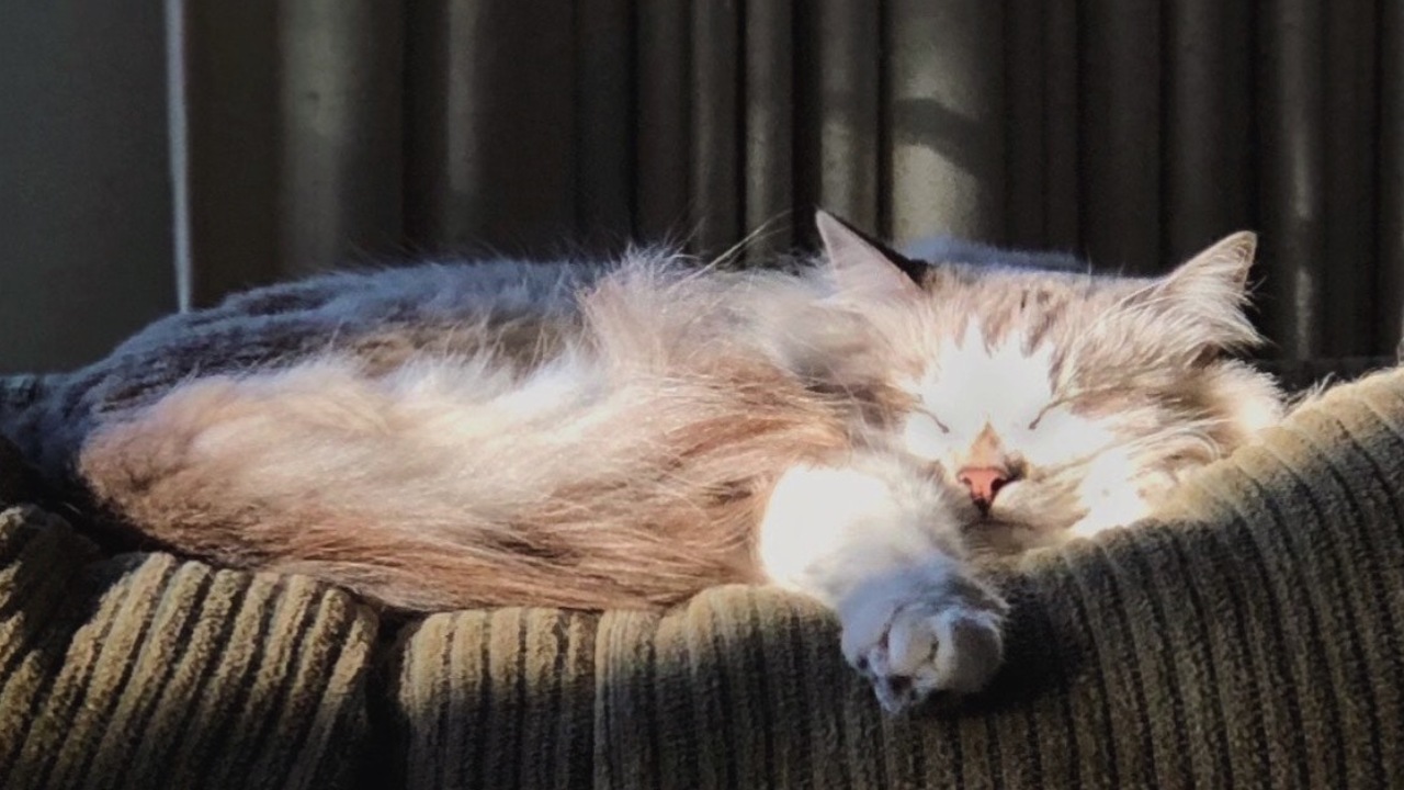 Por qué los gatos ronronean en casa