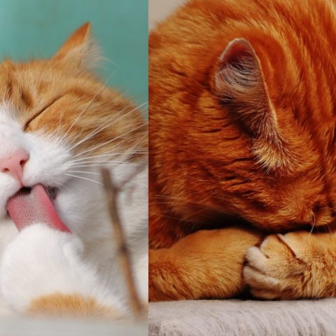 Por qué los gatos ronronean piden algo