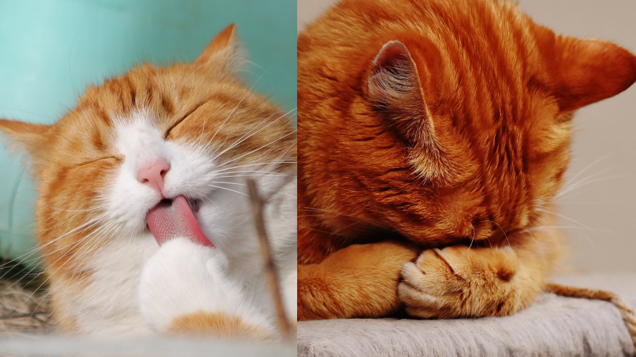 Por qué los gatos ronronean piden algo