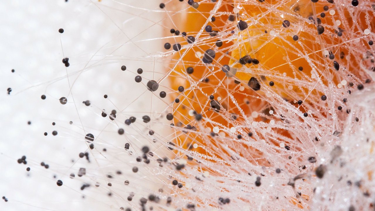 Por qué no debes comer alimentos con moho