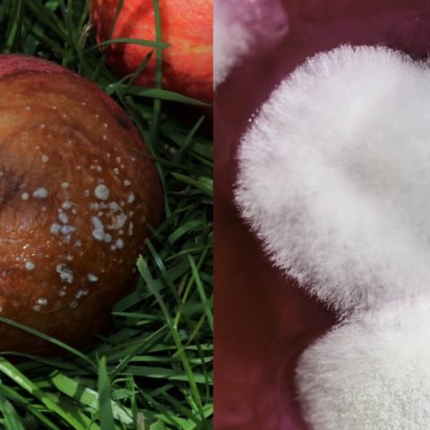 Por qué no debes comer alimentos con moho