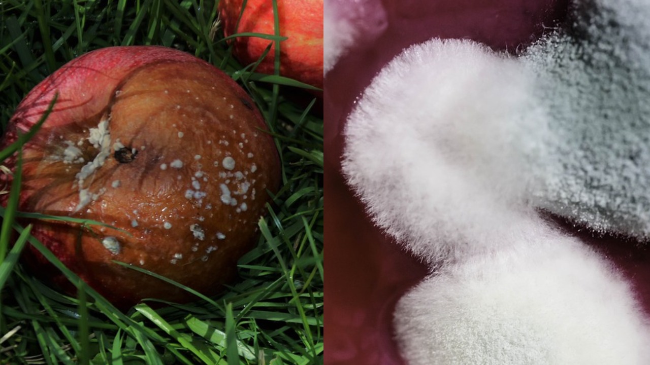 Por qué no debes comer alimentos con moho