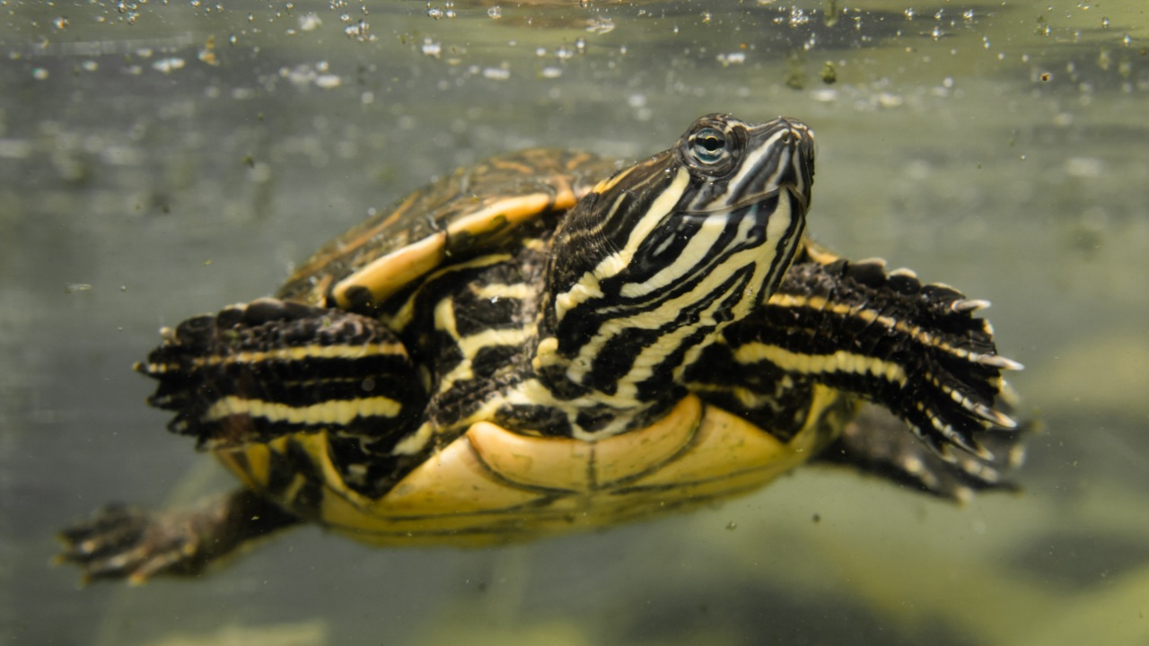 Tipo de alimento que comen las tortugas de agua 