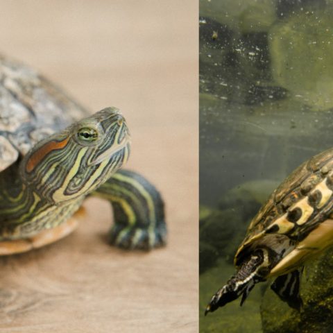 Qué comen las tortugas de agua alimentos