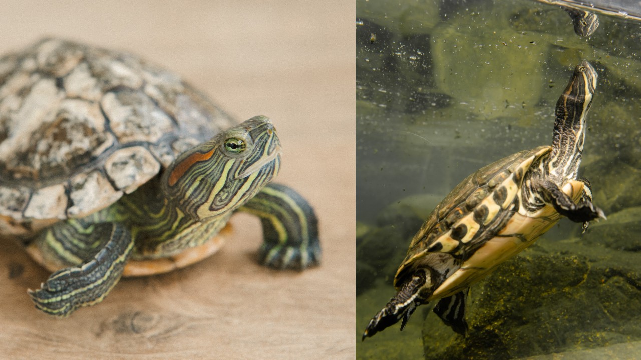 Qué comen las tortugas de agua alimentos