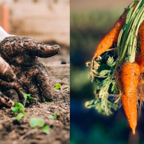 Hortalizas sembrar en julio y agosto.