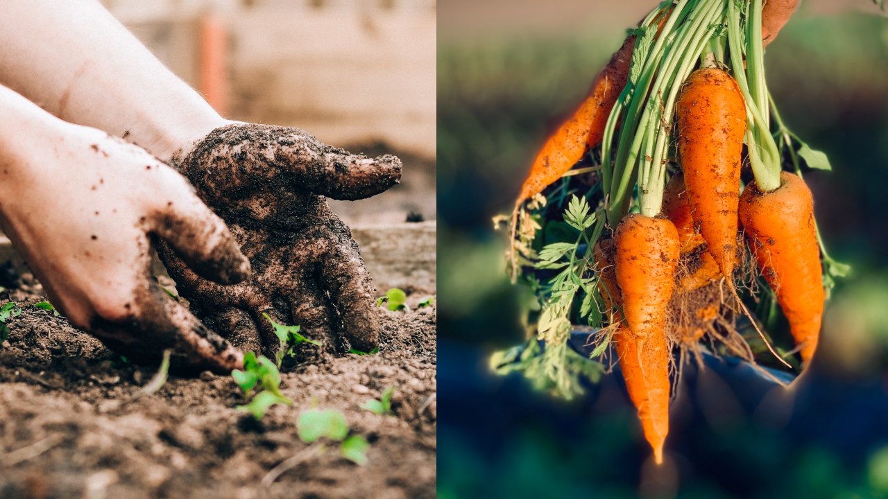 Hortalizas sembrar en julio y agosto.