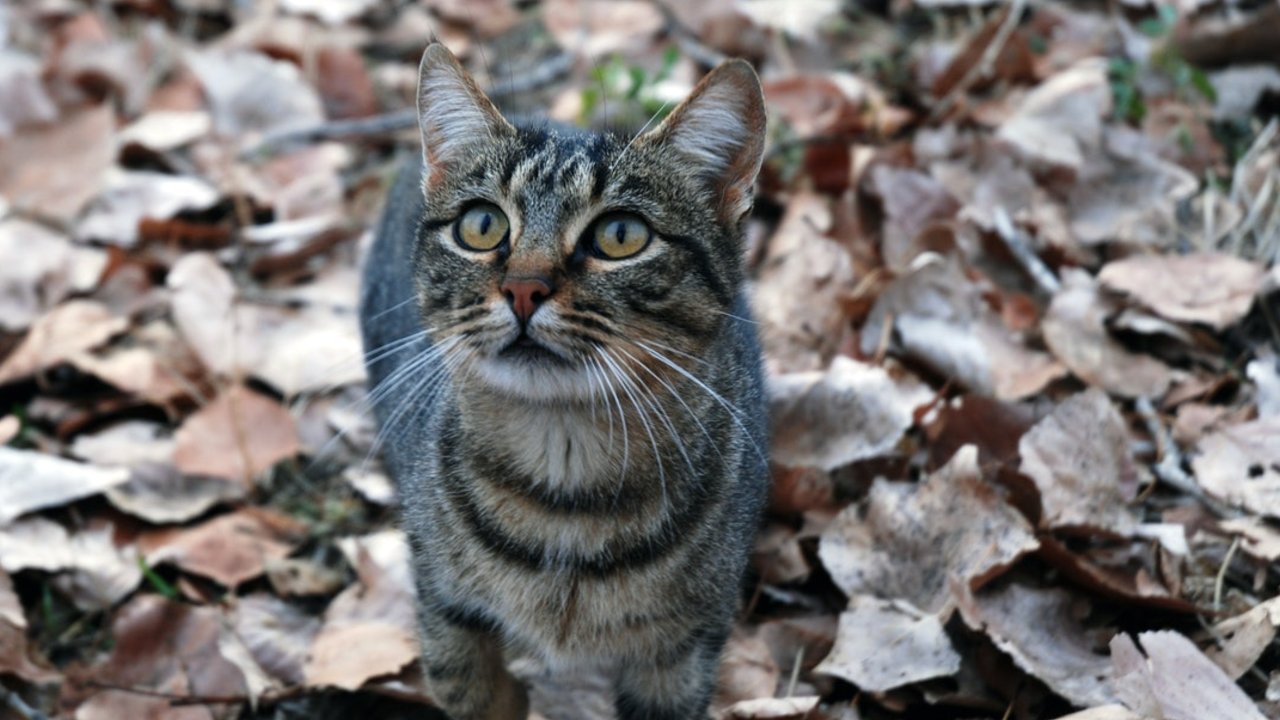 felinos no deben tener bigotes mutilados