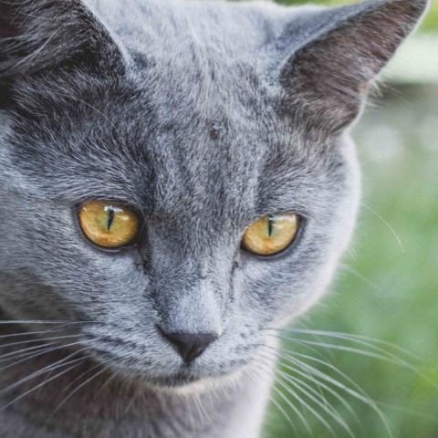 por que no debo cortar bigotes al gato