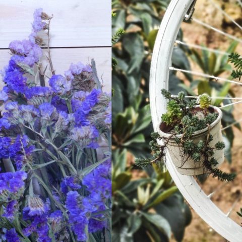 Tipos de plantas que vivirán mejor en casa según la temperatura y luz que tienes