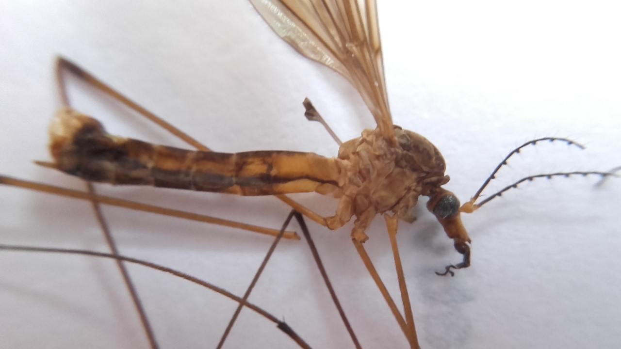 Trampa casera para eliminar zancudos