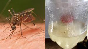 Cómo hacer trampa casera para mosquitos